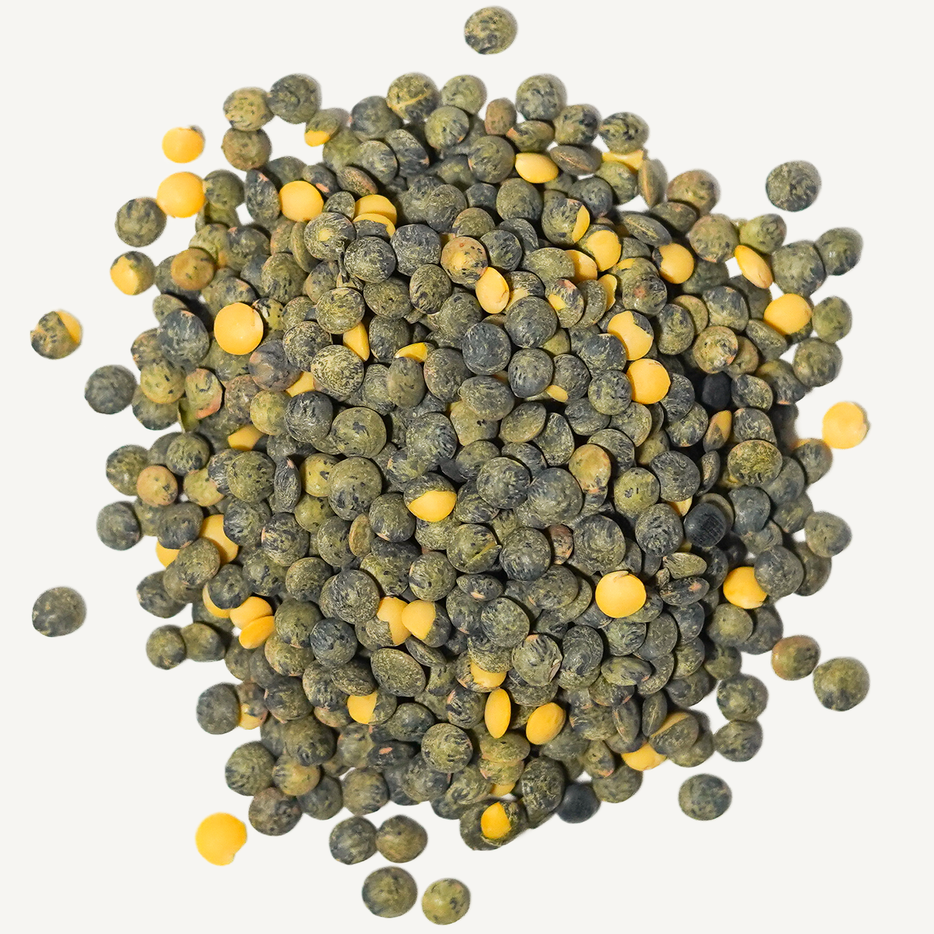 Wholesale French Green Lentils