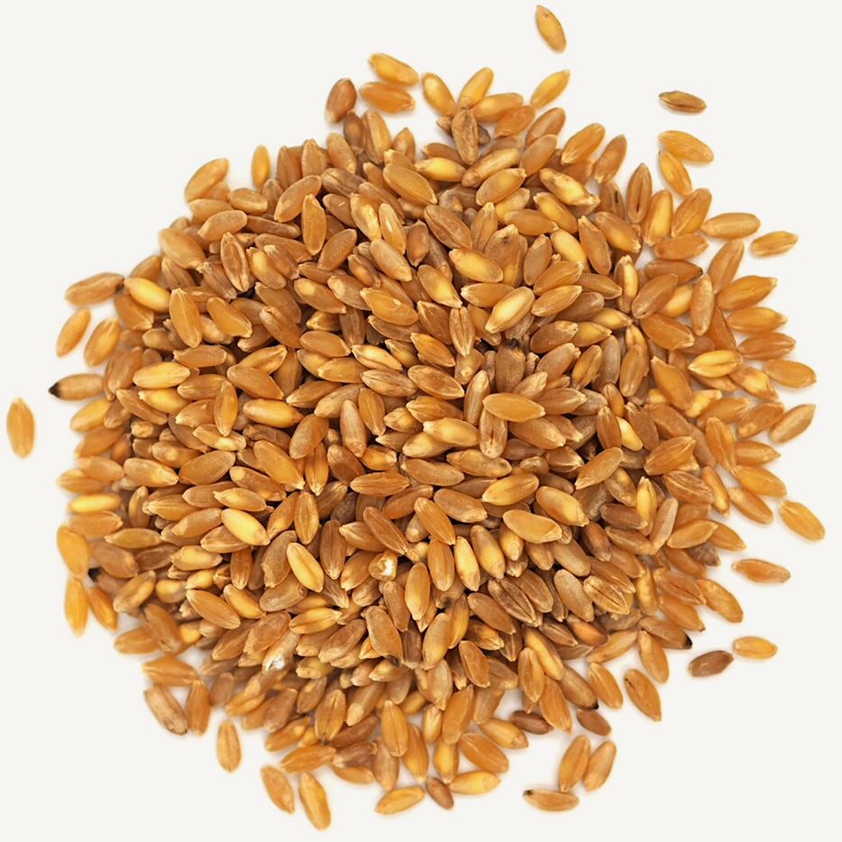 Durum berries Almanac Grain